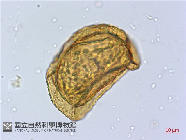 登錄號:P019418藏品圖，第1張