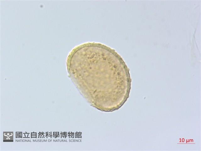 紅柄蹄蓋蕨藏品圖，第1張