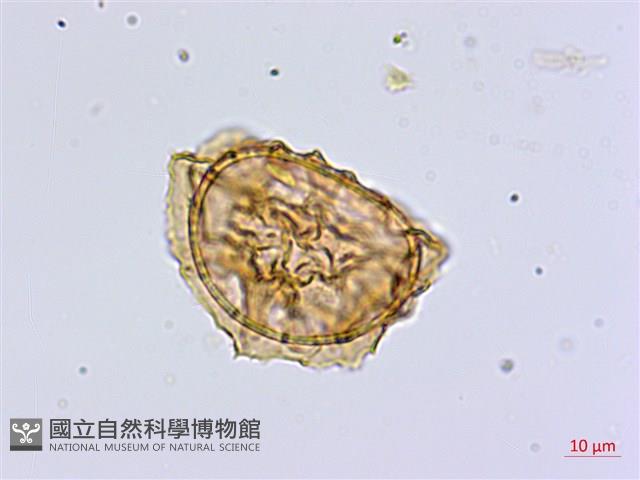 南洋山蘇花藏品圖，第1張