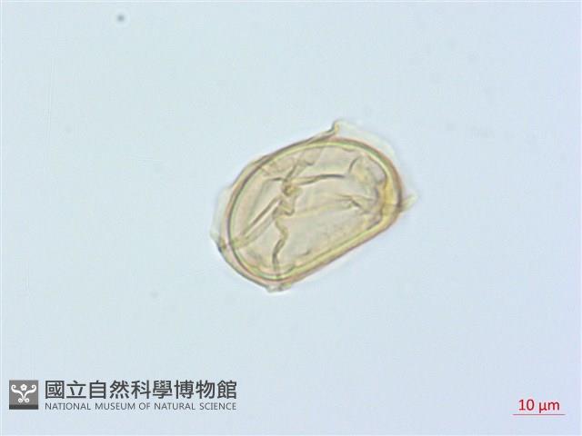 廣葉鋸齒雙蓋蕨藏品圖，第1張