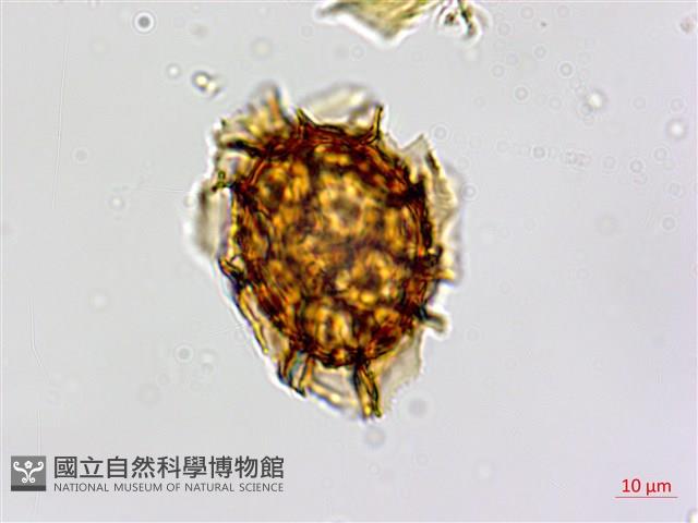 剪葉鐵角蕨藏品圖，第1張