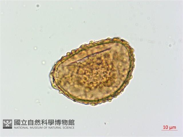 登錄號:P012798藏品圖，第1張