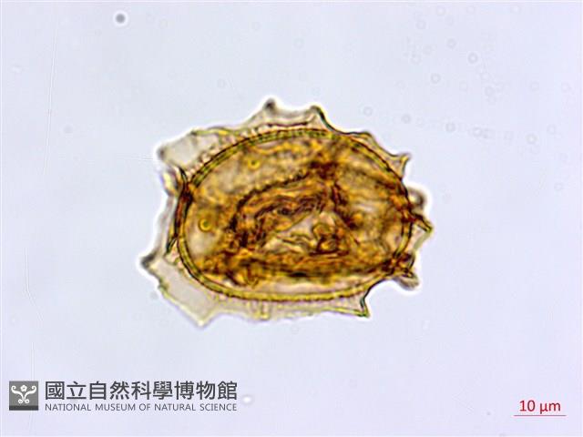 大蓬萊鐵角蕨藏品圖，第2張