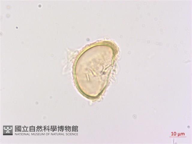 深山雙蓋蕨藏品圖，第1張