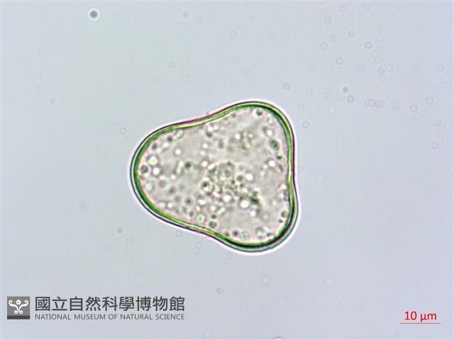 華南鱗蓋蕨藏品圖，第2張