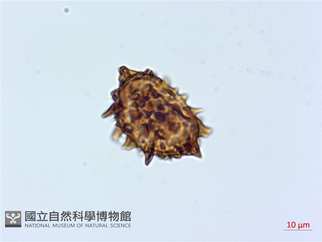 寬葉冷蕨藏品圖，第1張