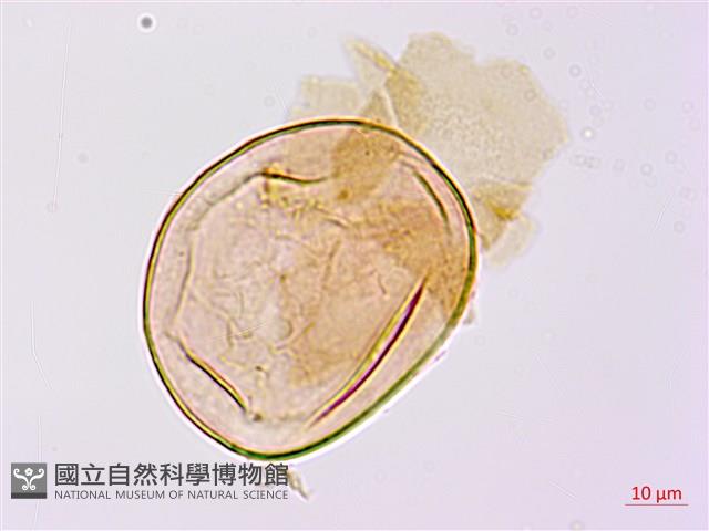 登錄號:P009768藏品圖，第2張