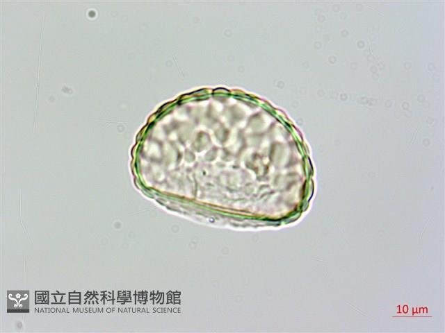 大葉骨碎補、台灣骨碎補、骨碎補藏品圖，第2張
