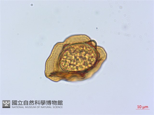 斜方複葉耳蕨藏品圖，第1張