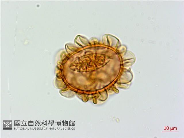 深山蹄蓋蕨藏品圖，第2張