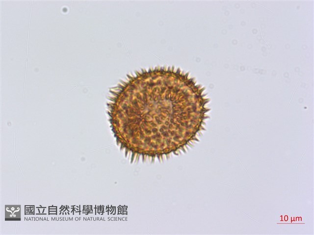 頂囊肋毛蕨藏品圖，第2張