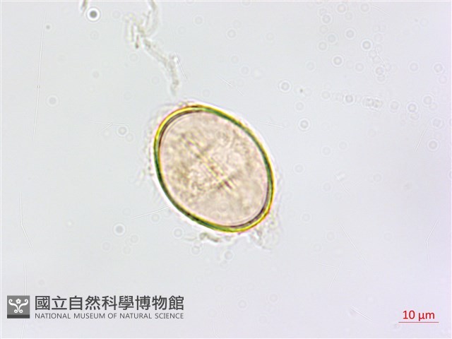 鱗柄鐵角蕨藏品圖，第2張