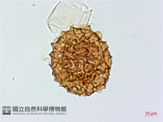 線葉鐵角蕨藏品圖，第2張