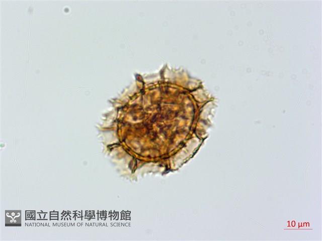 薄葉鐵角蕨藏品圖，第1張