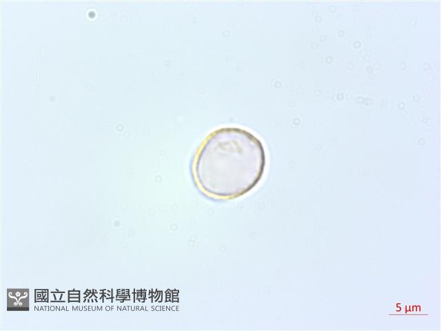 花點草藏品圖，第1張