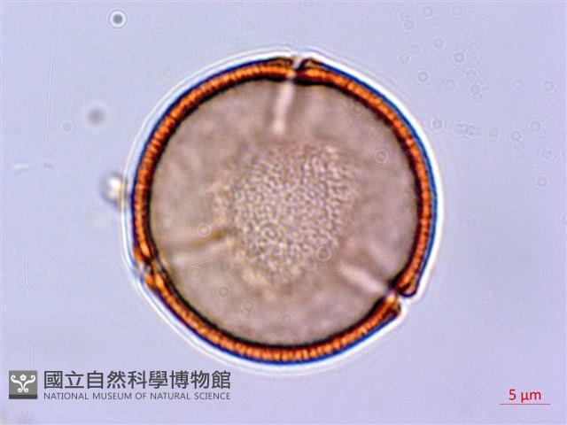 長刺酸模藏品圖，第1張