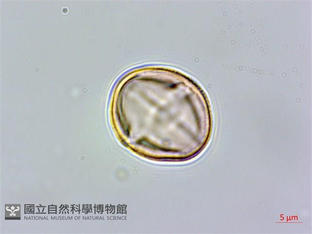 澤珍珠菜、澤星宿菜藏品圖，第2張