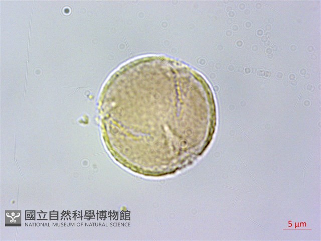 耿氏虎皮楠藏品圖，第2張
