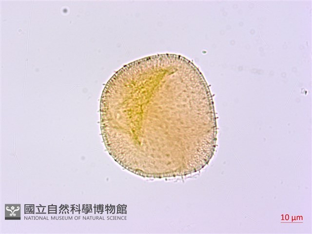 無梗忍冬藏品圖，第1張