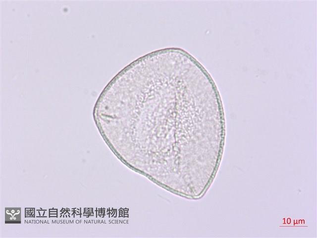卵葉油點草藏品圖，第1張