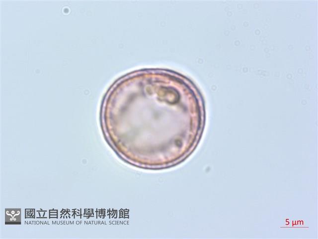 威靈仙藏品圖，第2張