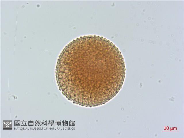 豬腳楠藏品圖，第1張