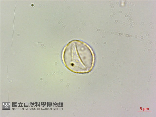 長梗盤花麻藏品圖，第1張
