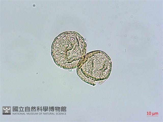 瓜槌草、漆姑草藏品圖，第2張