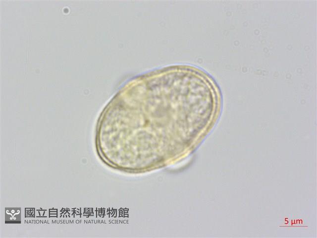 昆明芹藏品圖，第1張