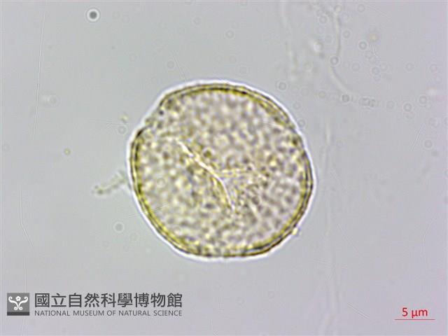 串鼻龍藏品圖，第2張