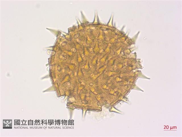 野棉花藏品圖，第1張