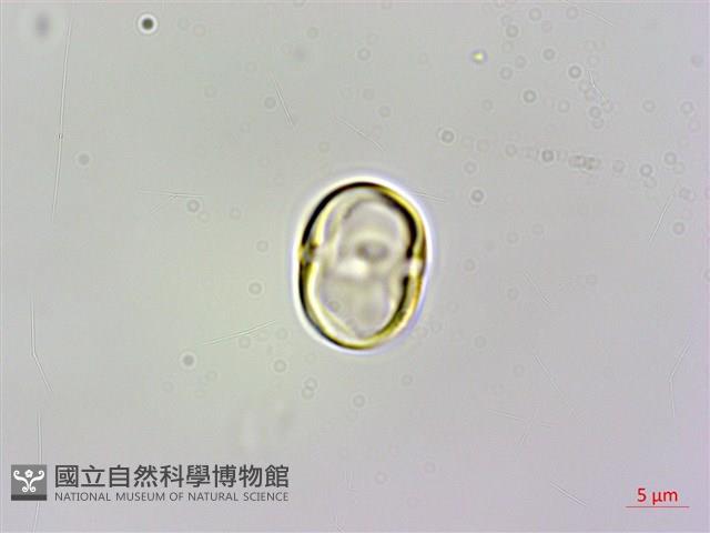 梓木草藏品圖，第2張