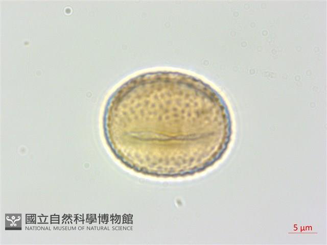 白木蘇花藏品圖，第1張