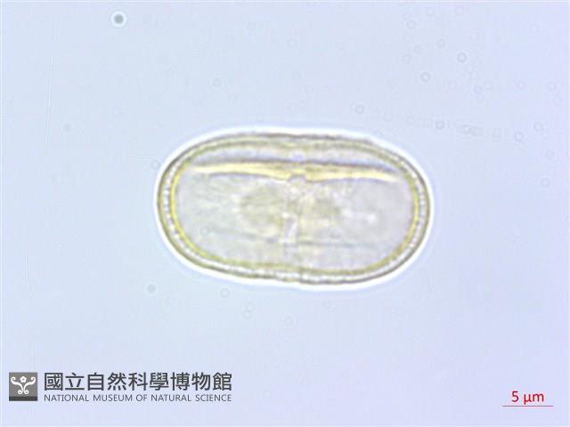 臺灣前胡藏品圖，第1張