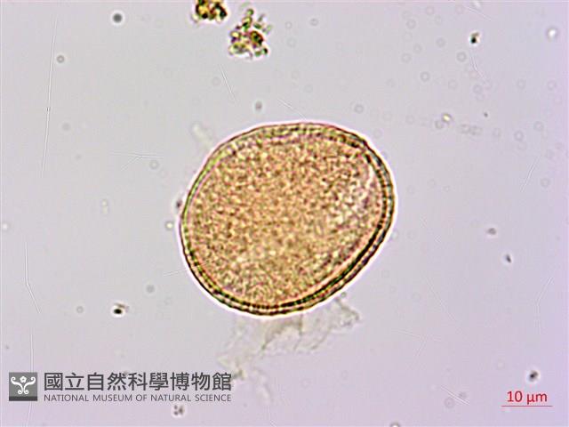 厚葉捕魚木、扁擔桿子藏品圖，第1張