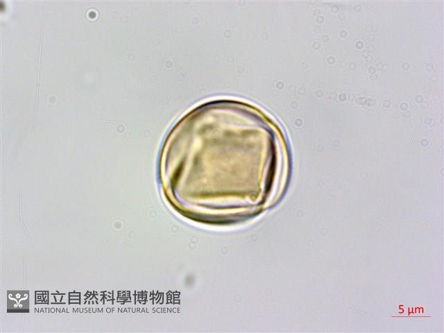 黃背葉柃木藏品圖，第1張