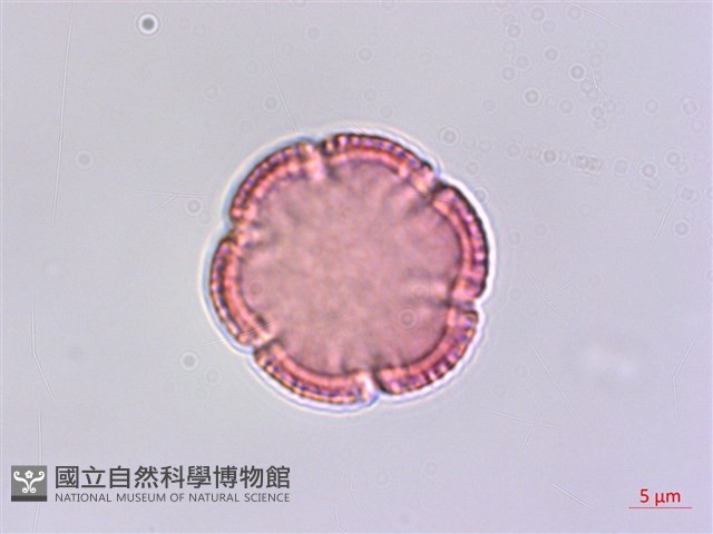 寬葉金粟蘭藏品圖，第2張