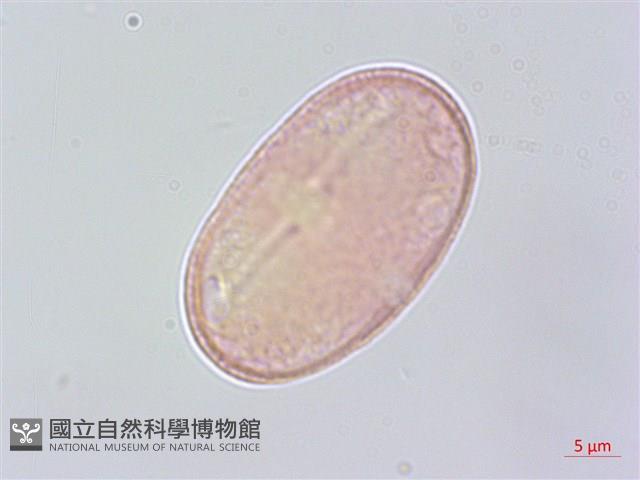 白苞芹藏品圖，第1張