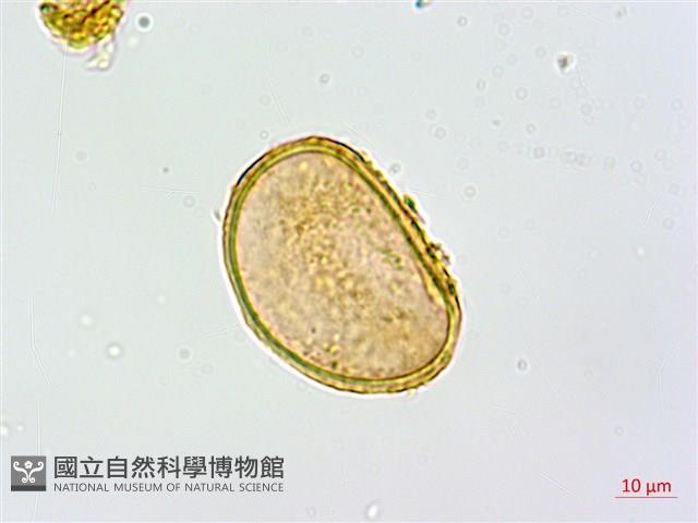 Accession Number:P018893 Collection Image, Figure 1, Total 3 Figures