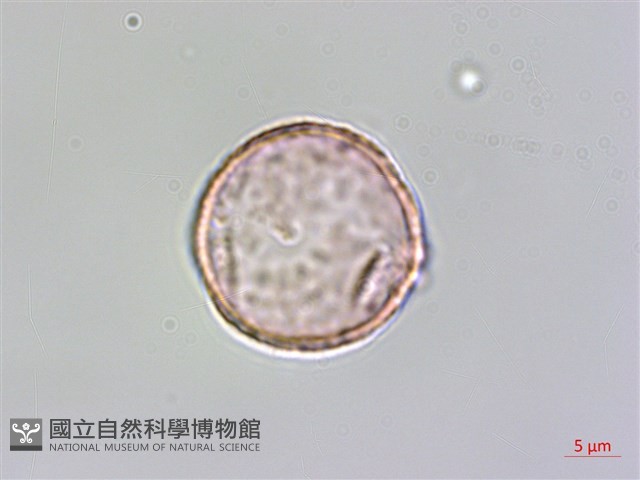 小杜若、川杜若藏品圖，第1張