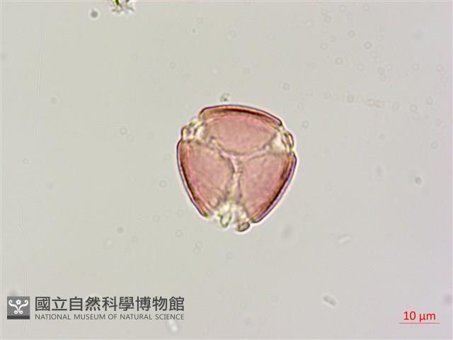 印度田菁藏品圖，第1張