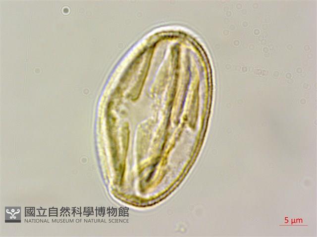 假赤楊、有丹樹、丹招樹藏品圖，第1張