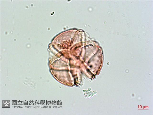 棋盤腳樹藏品圖，第2張