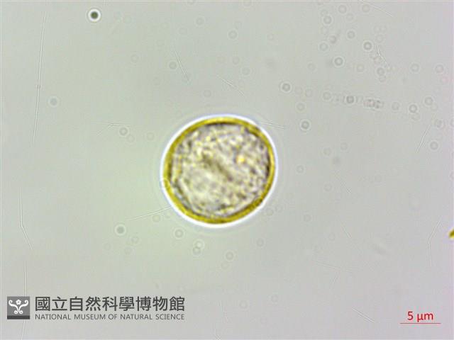 蠍子草藏品圖，第1張