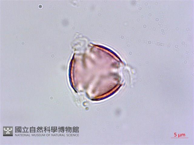 尖萼佛甲草藏品圖，第2張