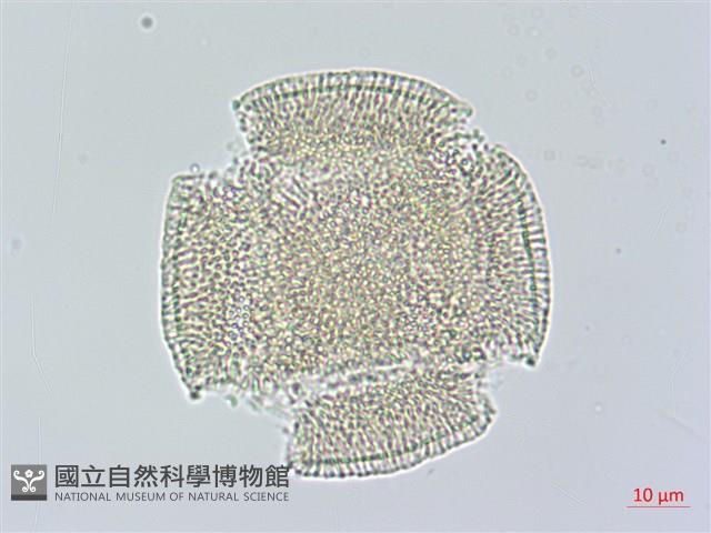 長梗毛娥房藤藏品圖，第2張