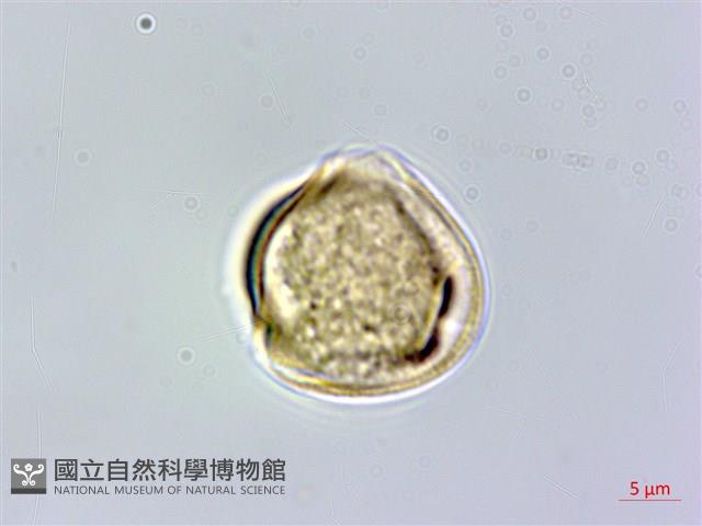 明黨參藏品圖，第1張