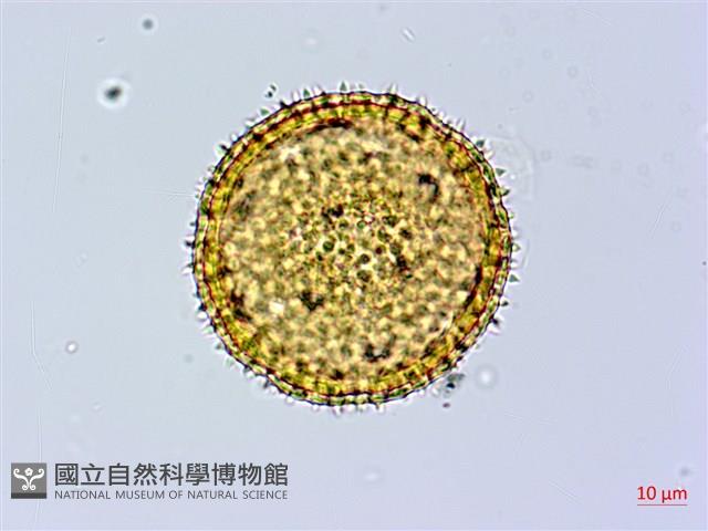 縮葉黃細心藏品圖，第1張