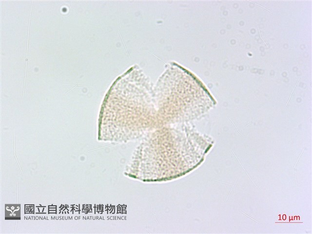 血見愁藏品圖，第1張