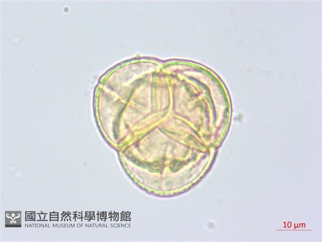 玉山鹿蹄草藏品圖，第1張